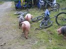 Neues Album - 019.jpg