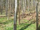 DSCF1331.jpg