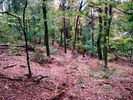 DSCF2445.jpg
