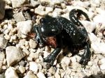 Alpensalamander.jpg