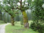 durchs_karwendel.jpg