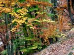 DSCF4393.jpg