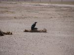 IMG_2209.jpg